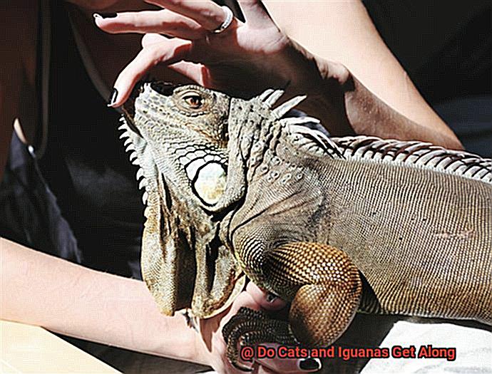 Do Cats and Iguanas Get Along-4