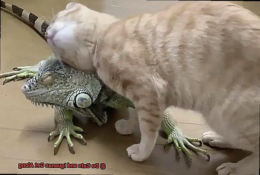 Do Cats and Iguanas Get Along-3