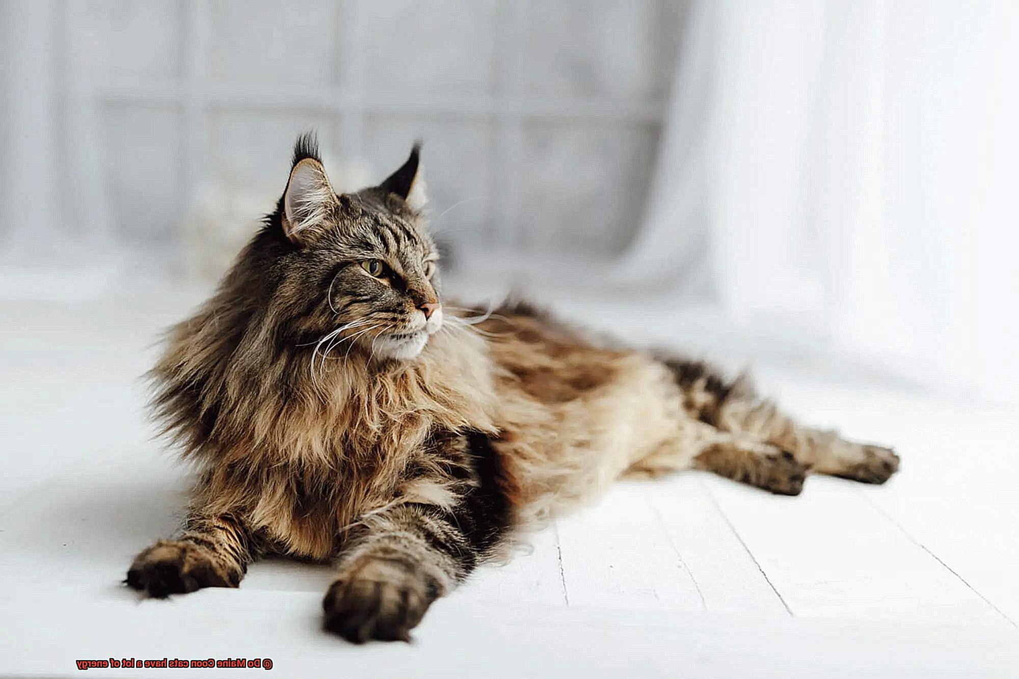 Do Maine Coon cats have a lot of energy-6