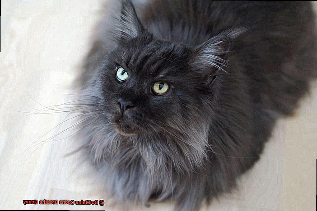 Do Maine Coons Breathe Heavy?