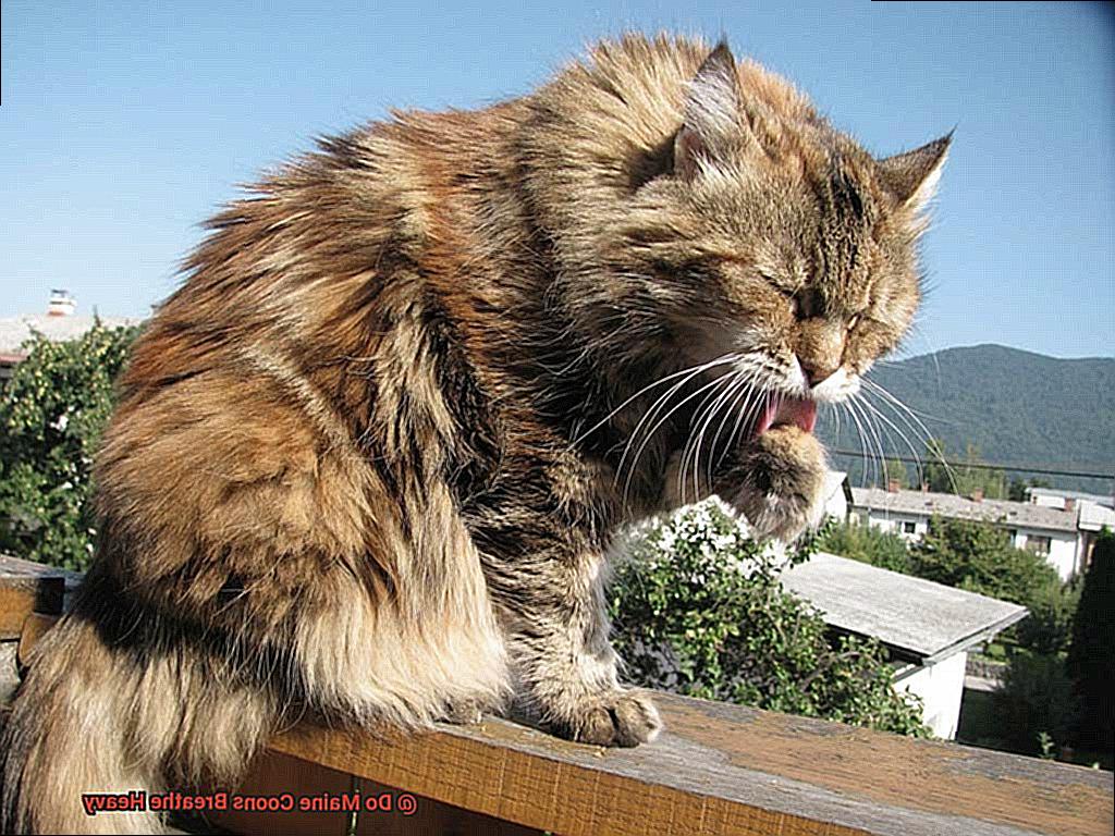 Do Maine Coons Breathe Heavy-4