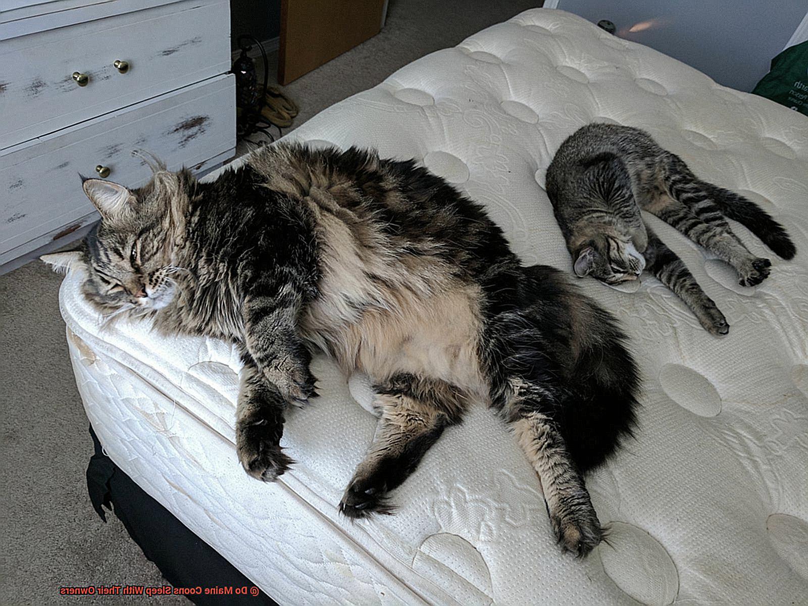 Do Maine Coons Sleep With Their Owners?