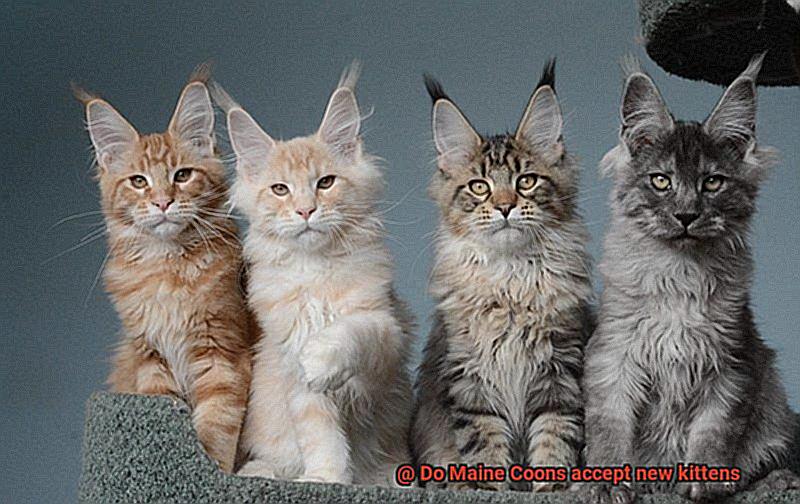 Do Maine Coons accept new kittens-2