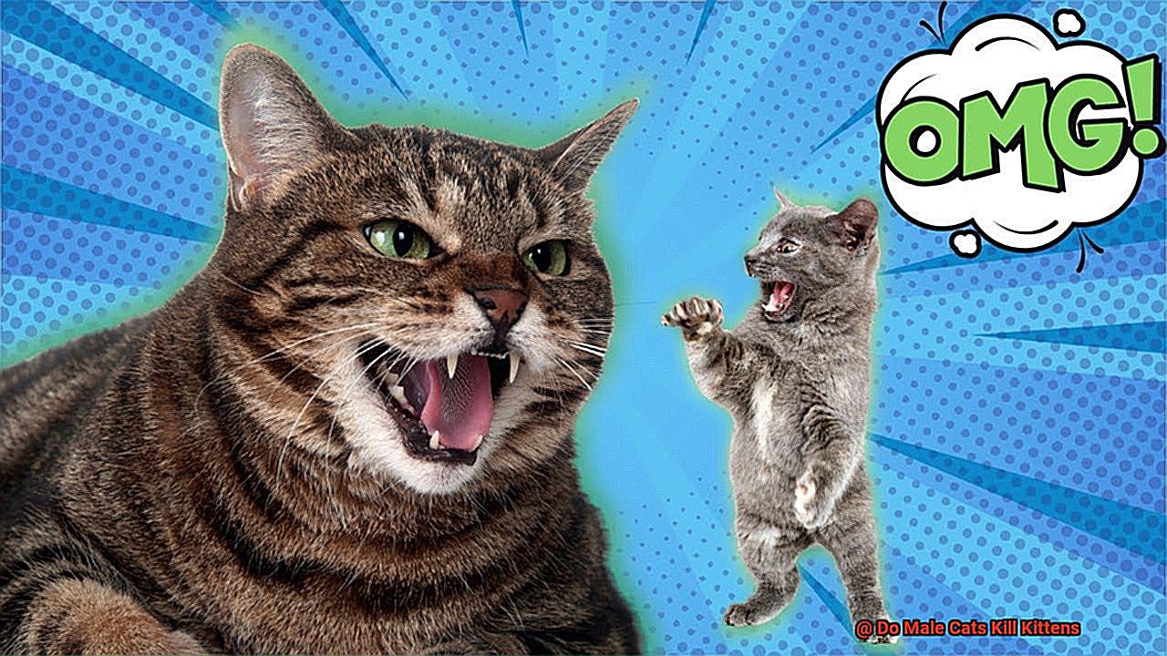Do Male Cats Kill Kittens-7