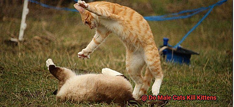 Do Male Cats Kill Kittens-4