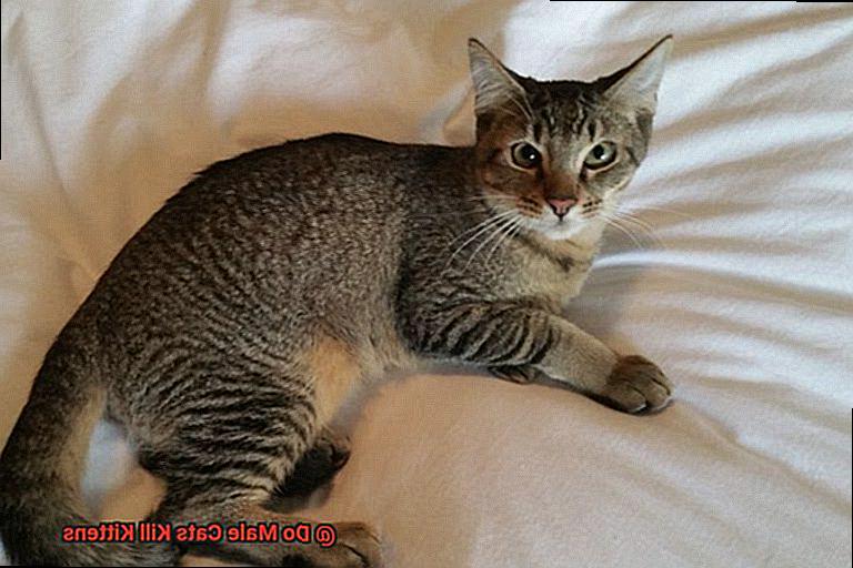 Do Male Cats Kill Kittens-5