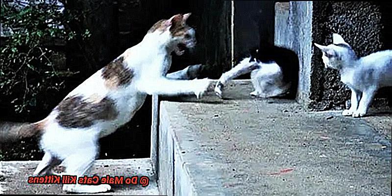 Do Male Cats Kill Kittens-6