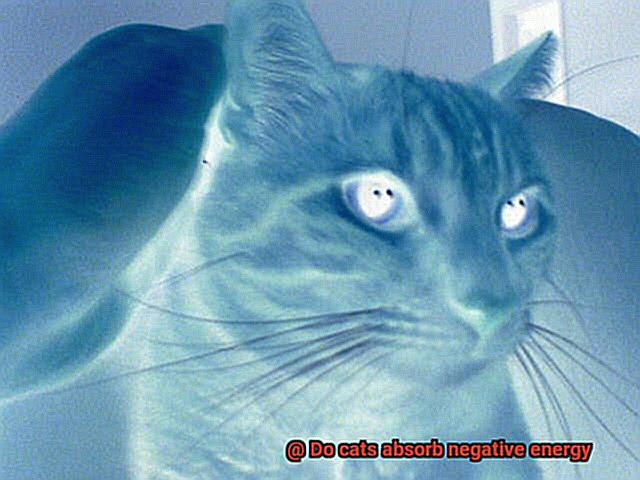 Do cats absorb negative energy-2