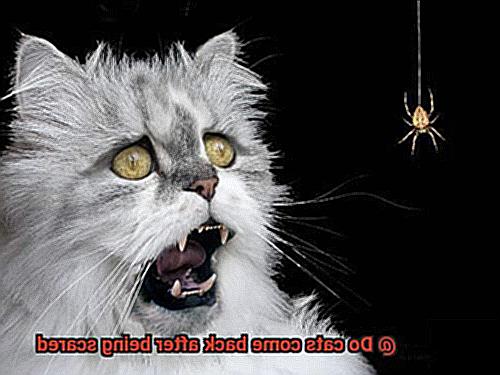 Do cats come back after being scared-2