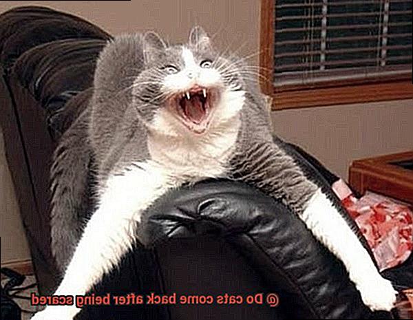Do cats come back after being scared-4
