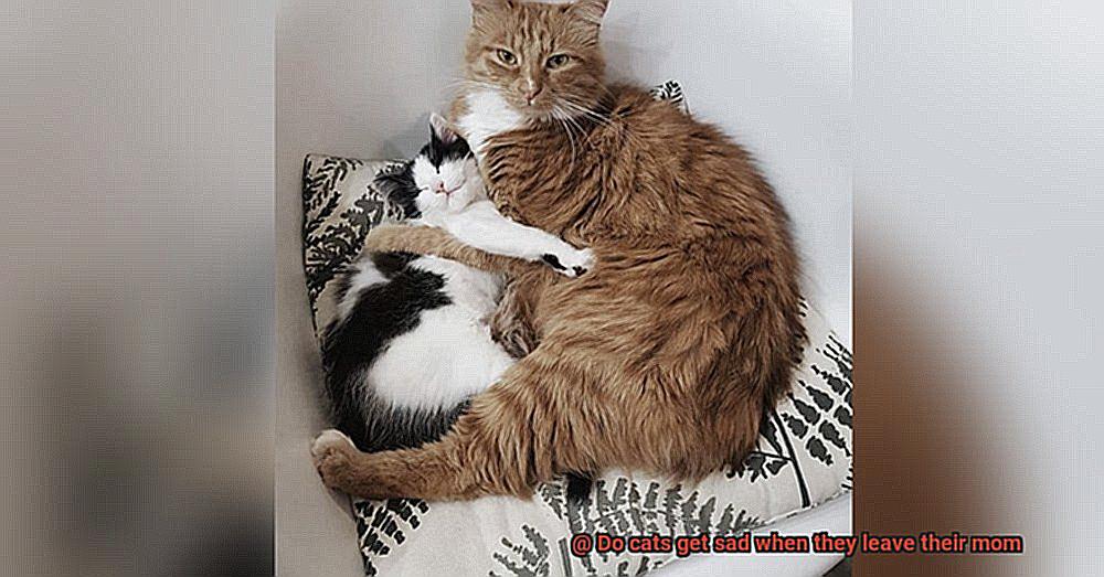 Do cats get sad when they leave their mom-2