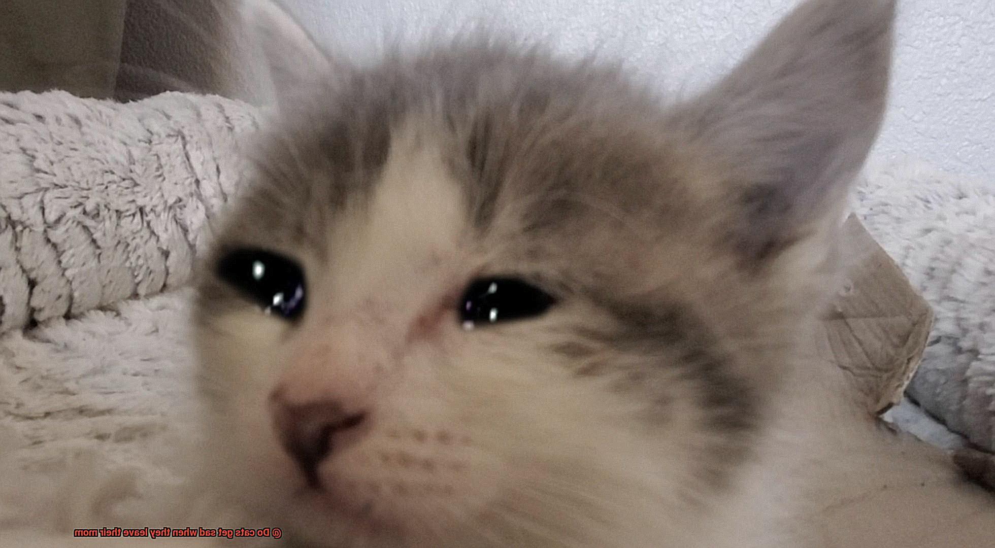 Do cats get sad when they leave their mom-3
