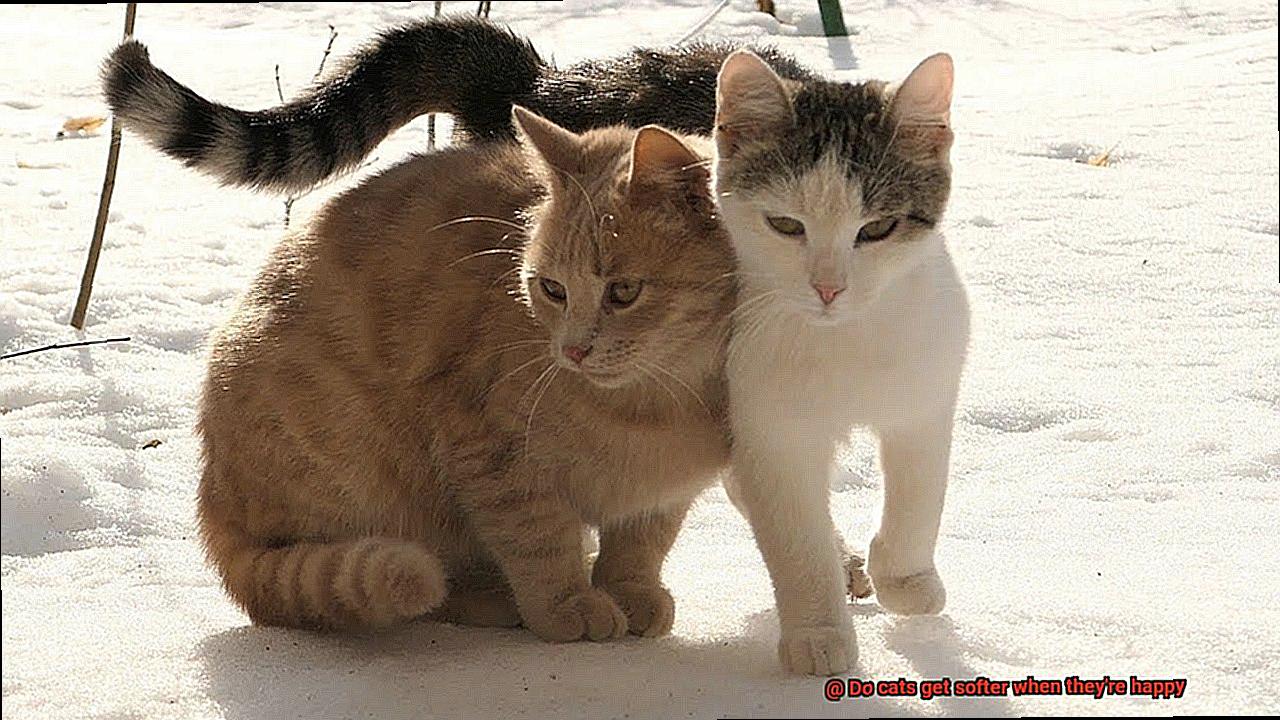 Do cats get softer when they're happy-2