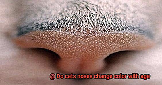 Do cats noses change color with age-4