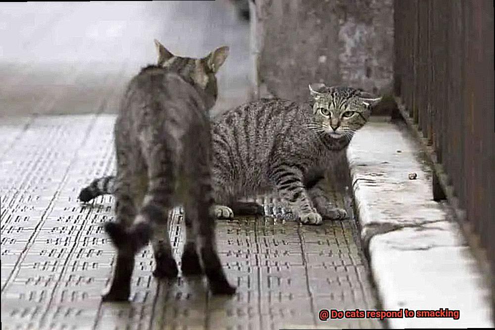 Do cats respond to smacking-2