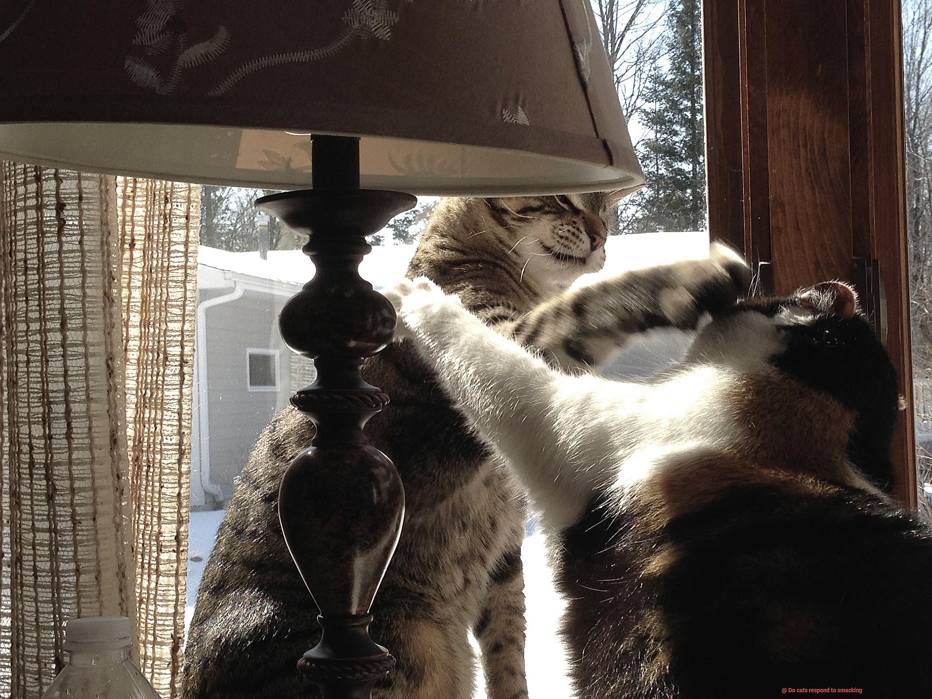 Do cats respond to smacking-5