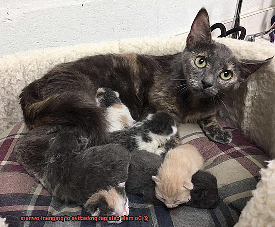 Do male cats get protective of pregnant owners-4