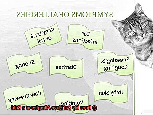 Does My Cat Have Allergies or a Cold-4
