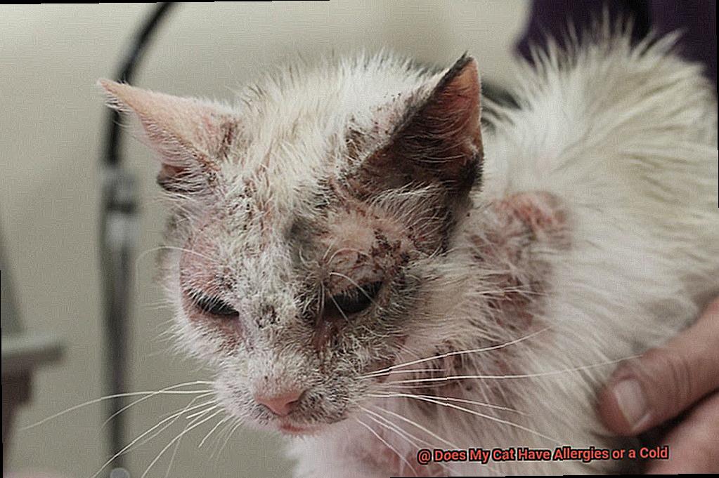Does My Cat Have Allergies or a Cold-3