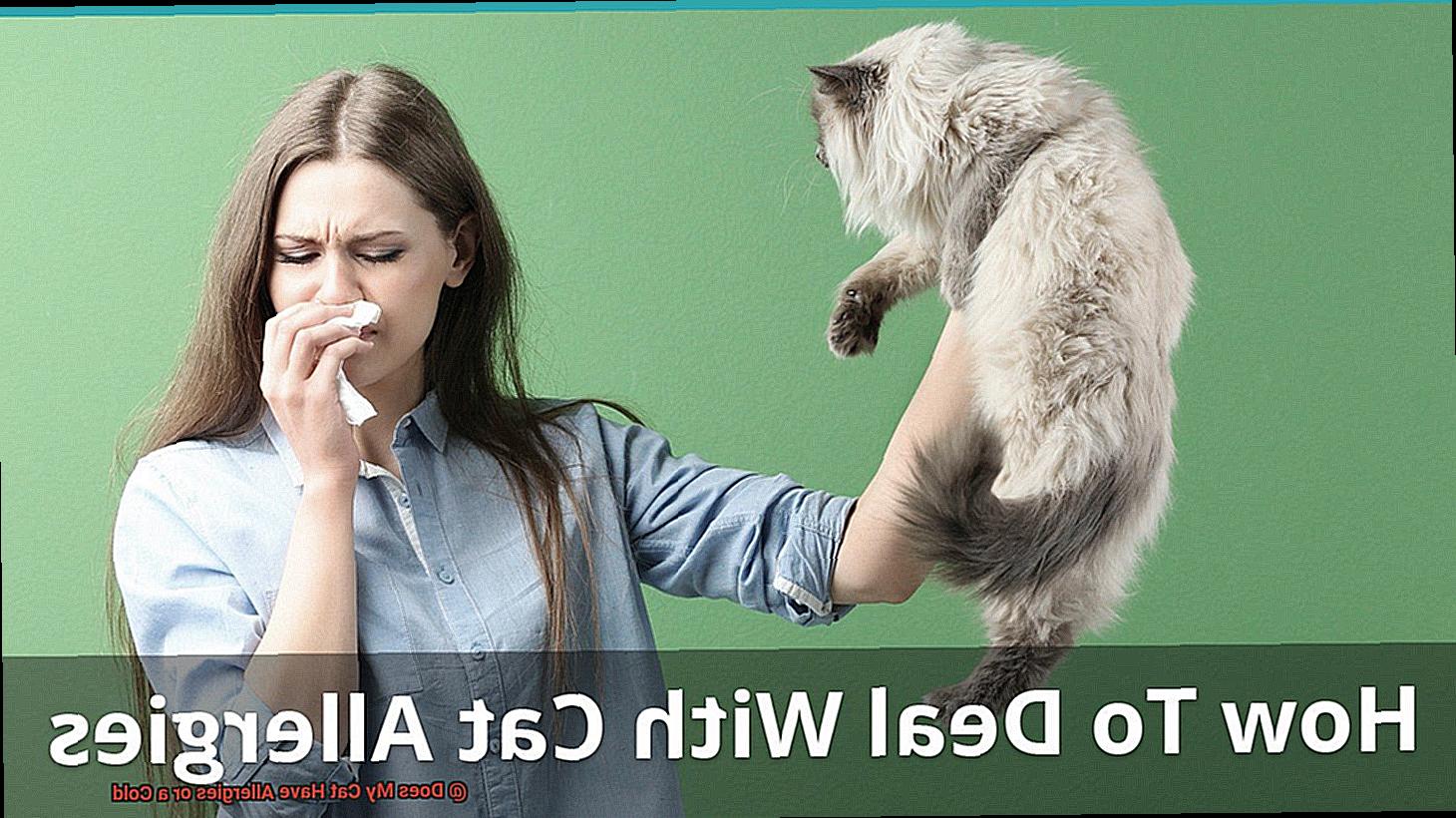 Does My Cat Have Allergies or a Cold-5