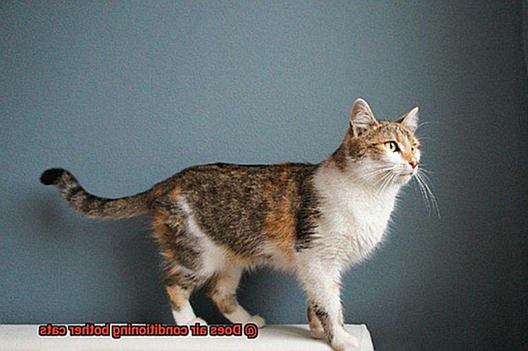 Does air conditioning bother cats-2