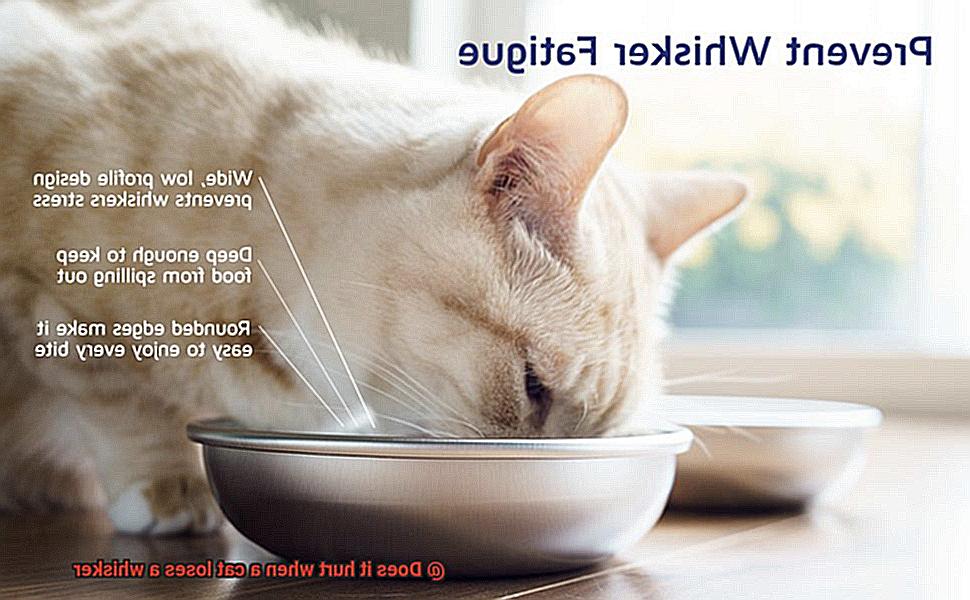 Does it hurt when a cat loses a whisker-5