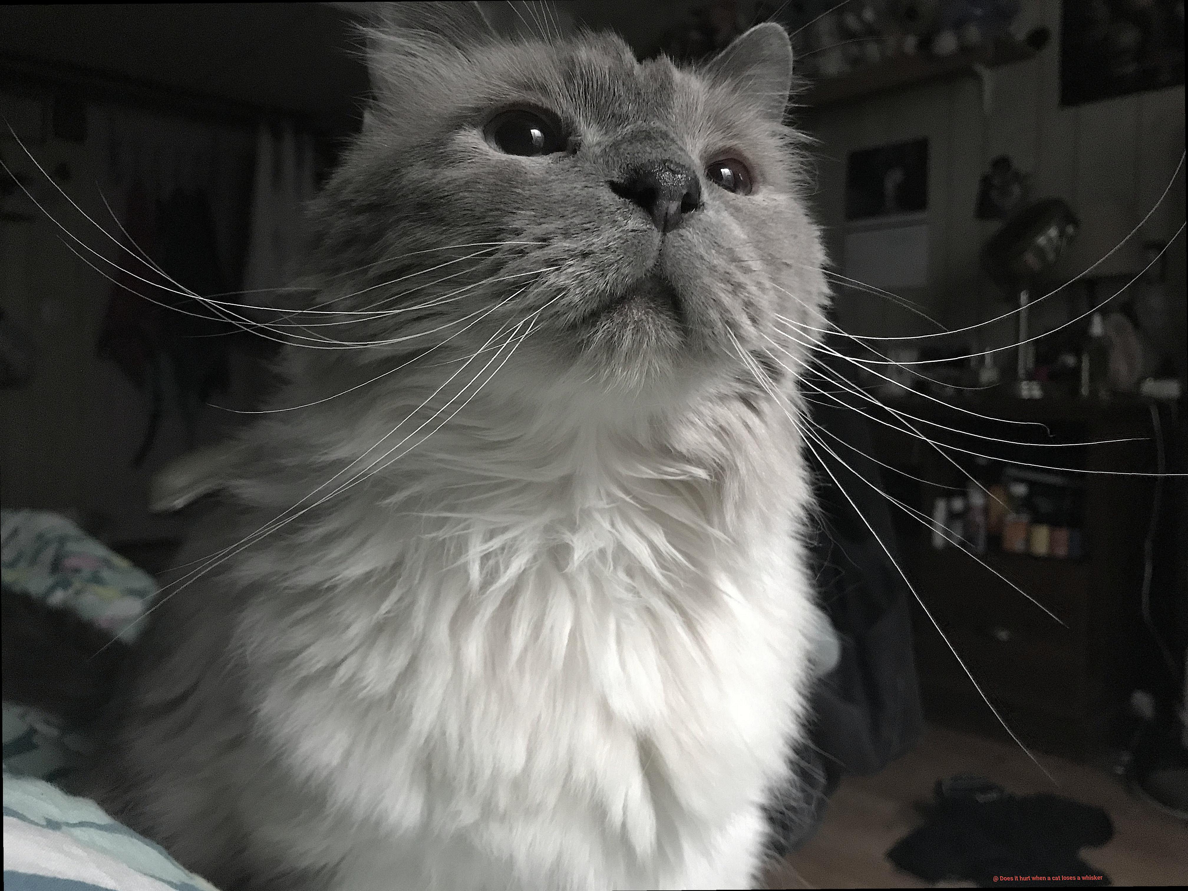 Does it hurt when a cat loses a whisker-3