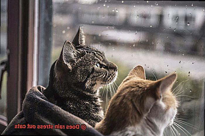 Does rain stress out cats-3