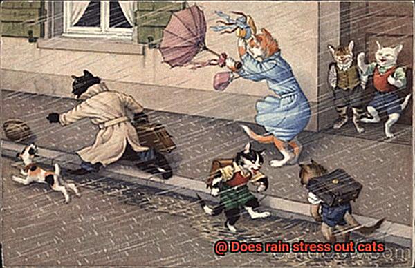 Does rain stress out cats-2