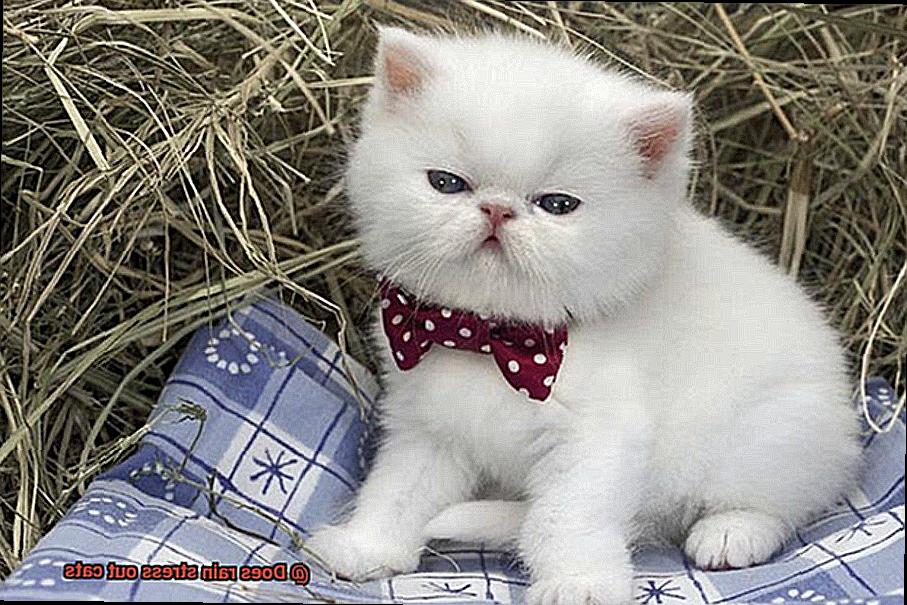 Does rain stress out cats-6