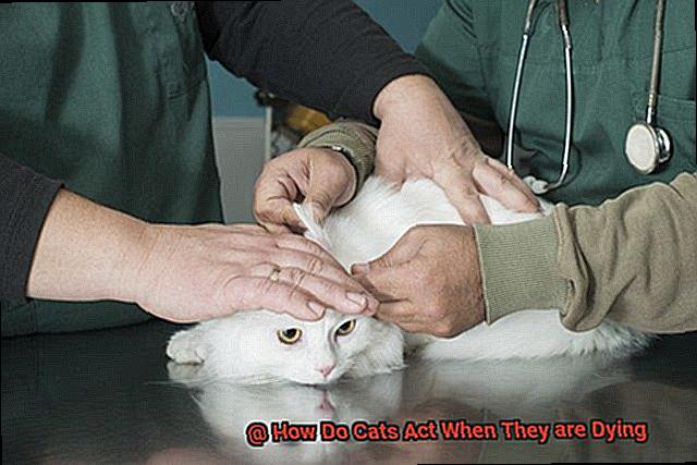 How Do Cats Act When They are Dying-4