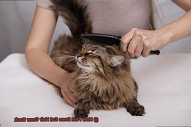 How Fast Does Cat Hair Grow Back-2