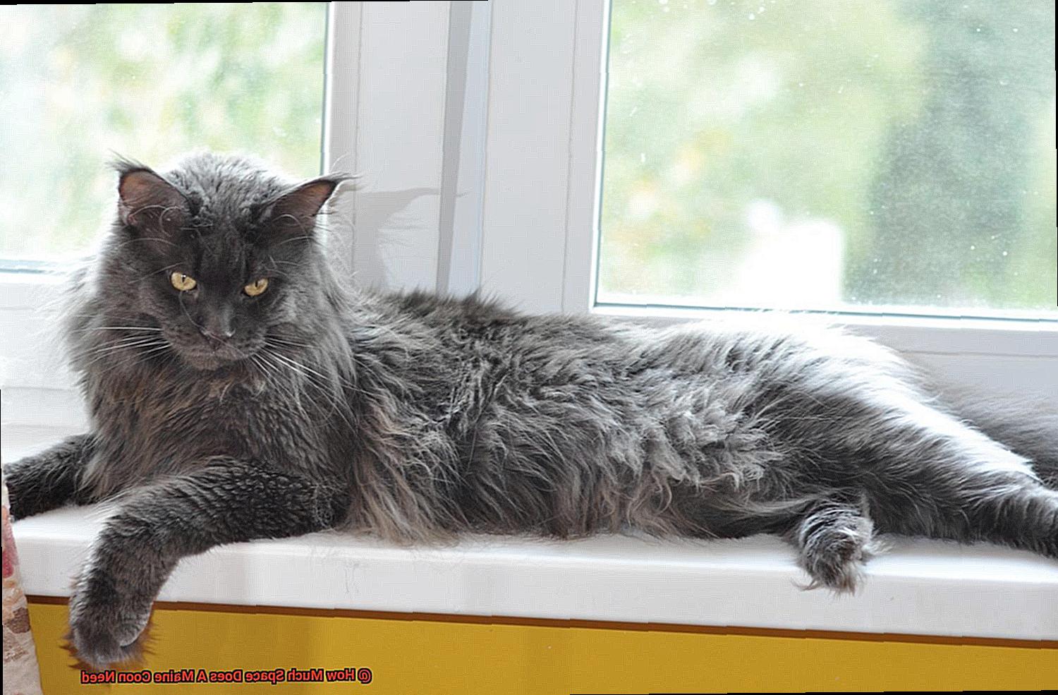 How Much Space Does A Maine Coon Need?