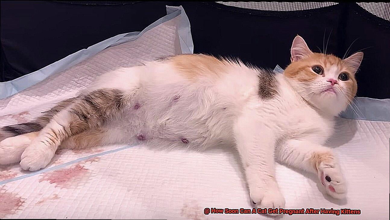 How Soon Can A Cat Get Pregnant After Having Kittens-2