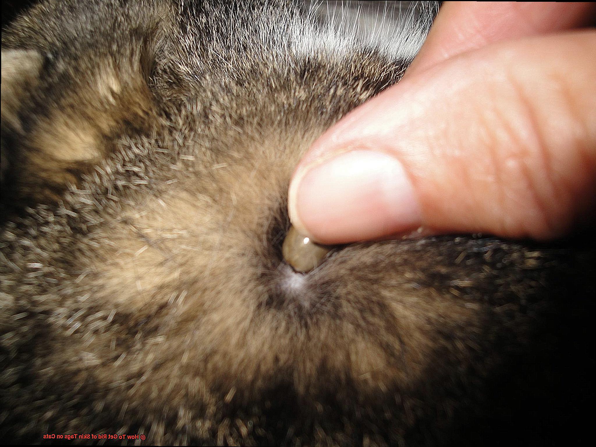 How To Get Rid of Skin Tags on Cats-3