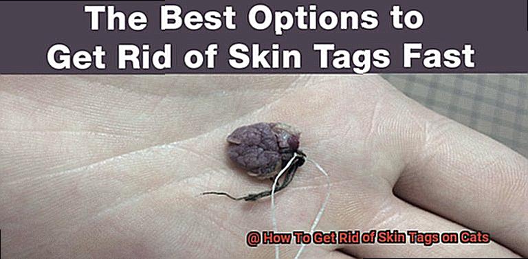 How To Get Rid of Skin Tags on Cats-2