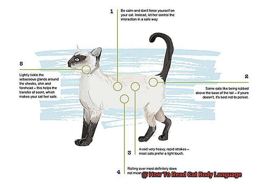How To Read Cat Body Language-4