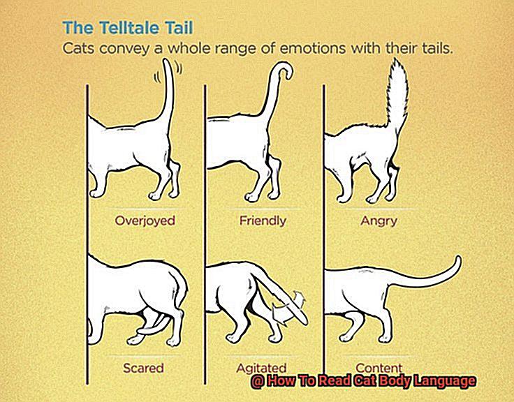 How To Read Cat Body Language-3