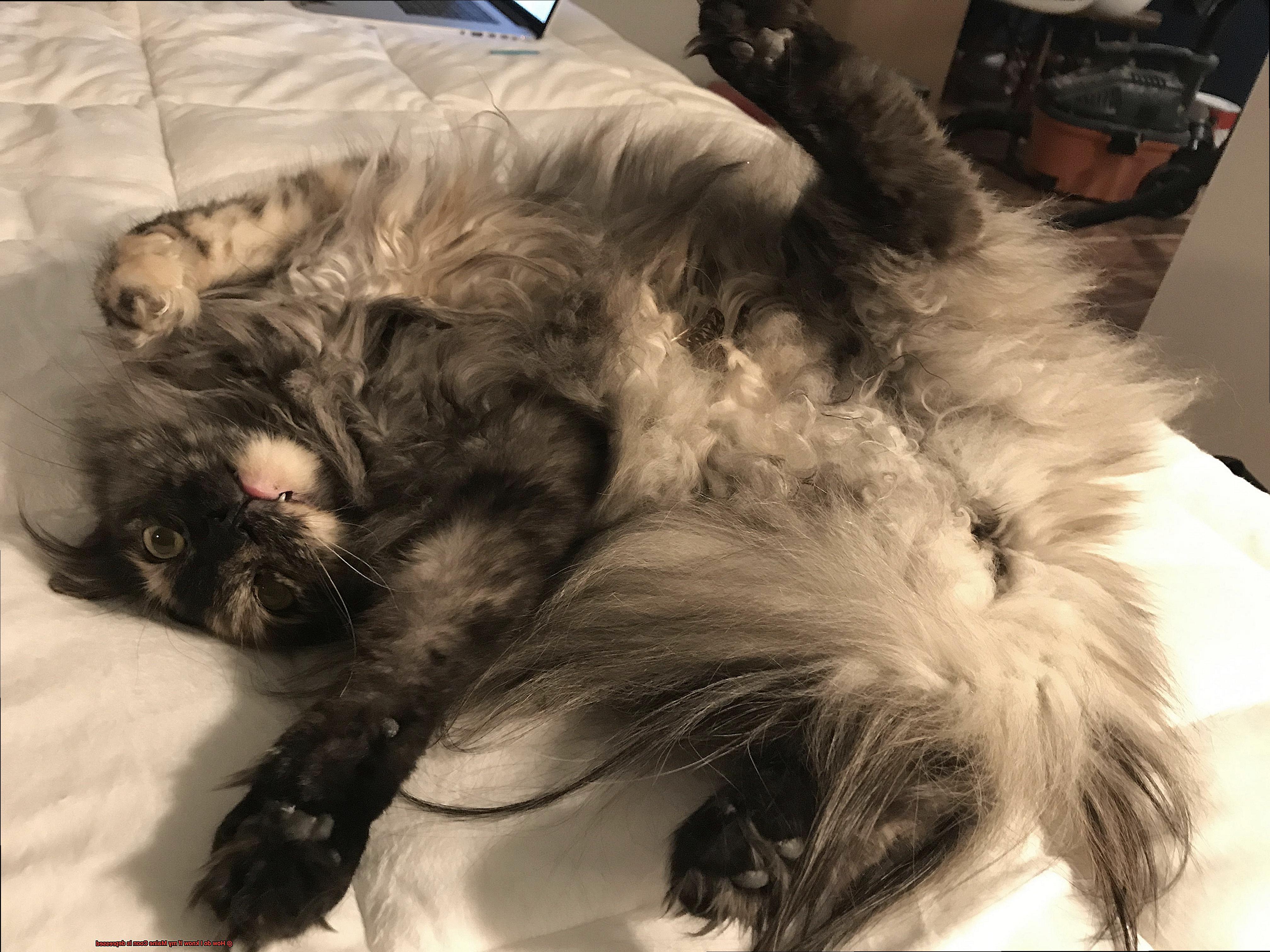 How do I know if my Maine Coon is depressed-6