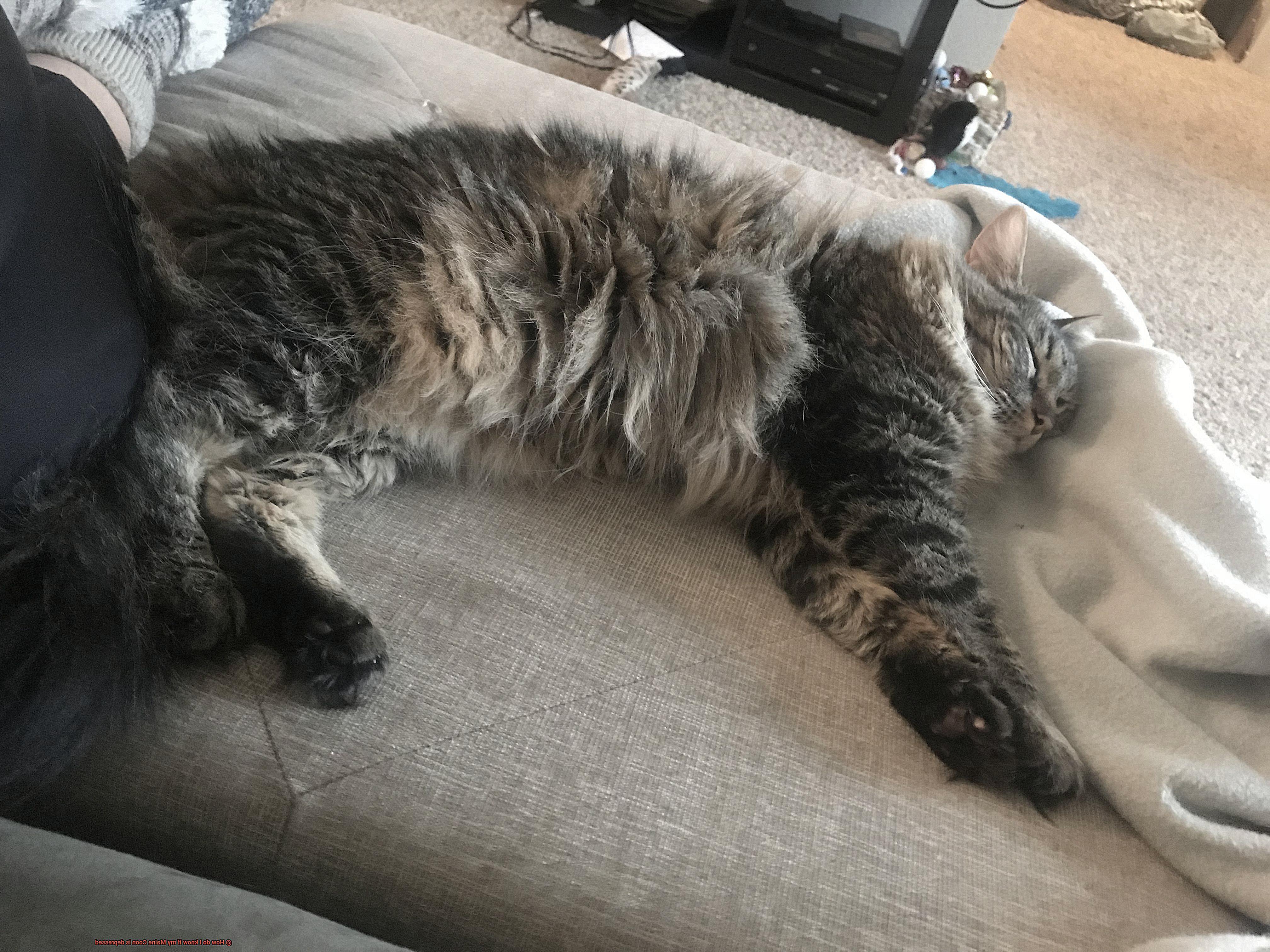 How do I know if my Maine Coon is depressed-5