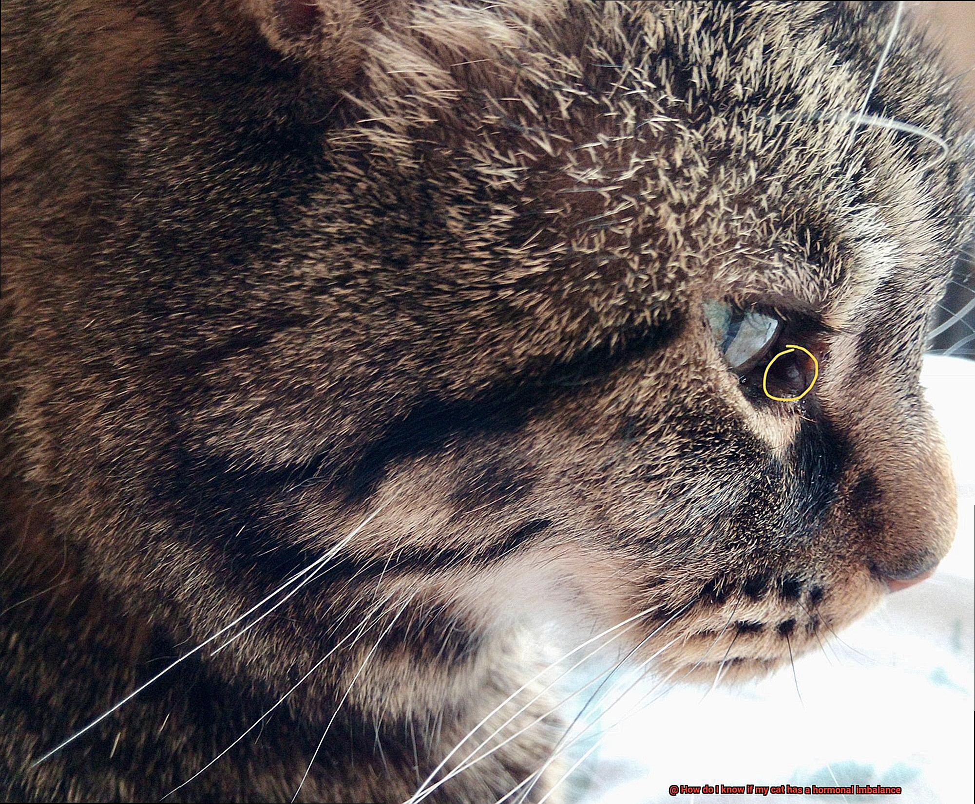 How do I know if my cat has a hormonal imbalance-3