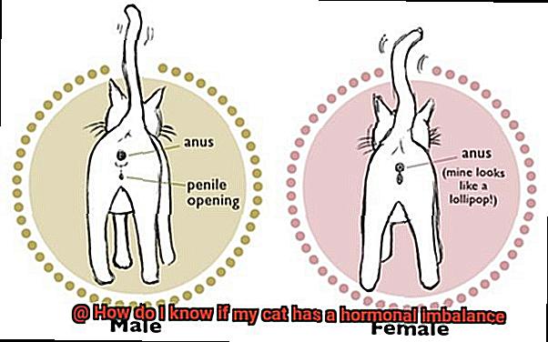 How do I know if my cat has a hormonal imbalance-4
