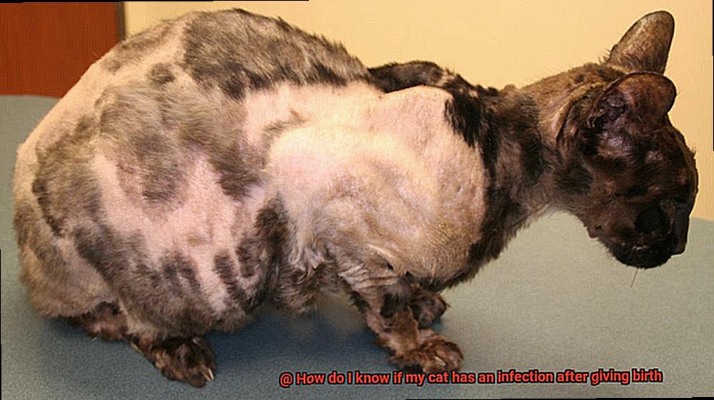 How do I know if my cat has an infection after giving birth-3