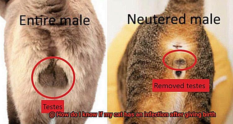 How do I know if my cat has an infection after giving birth-4