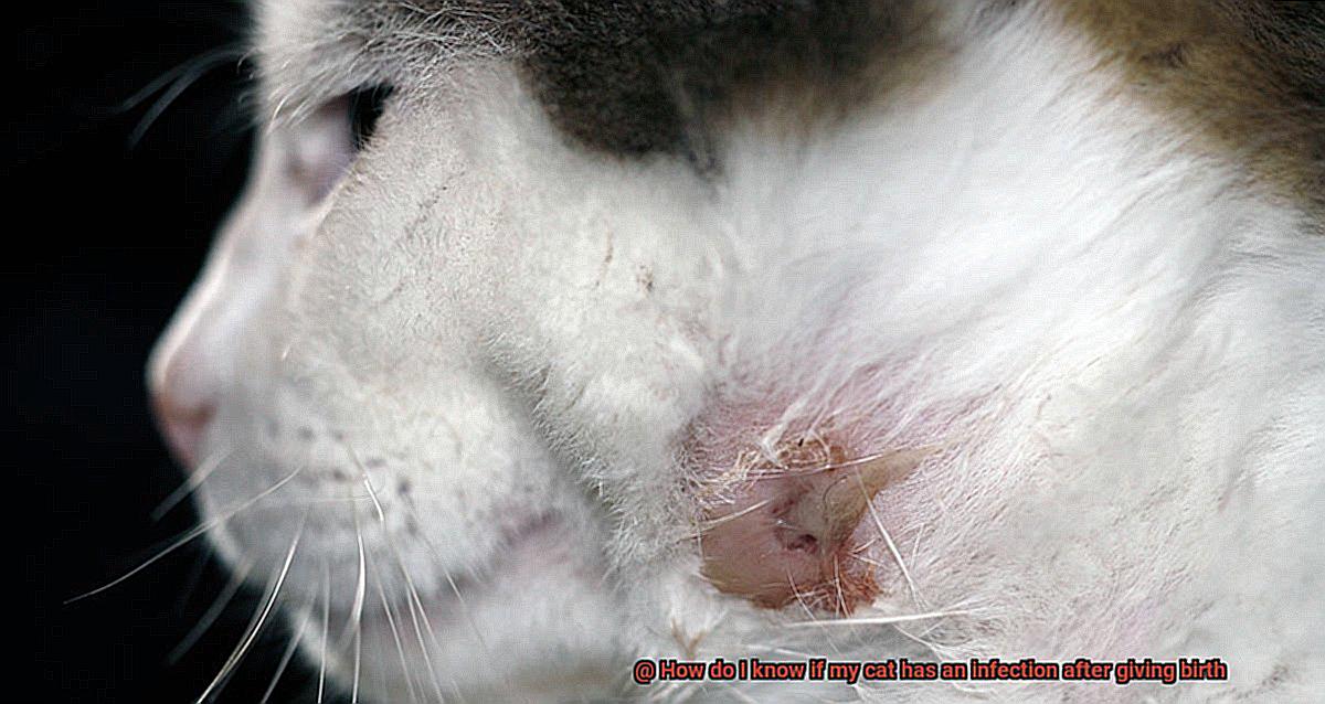 How do I know if my cat has an infection after giving birth-2