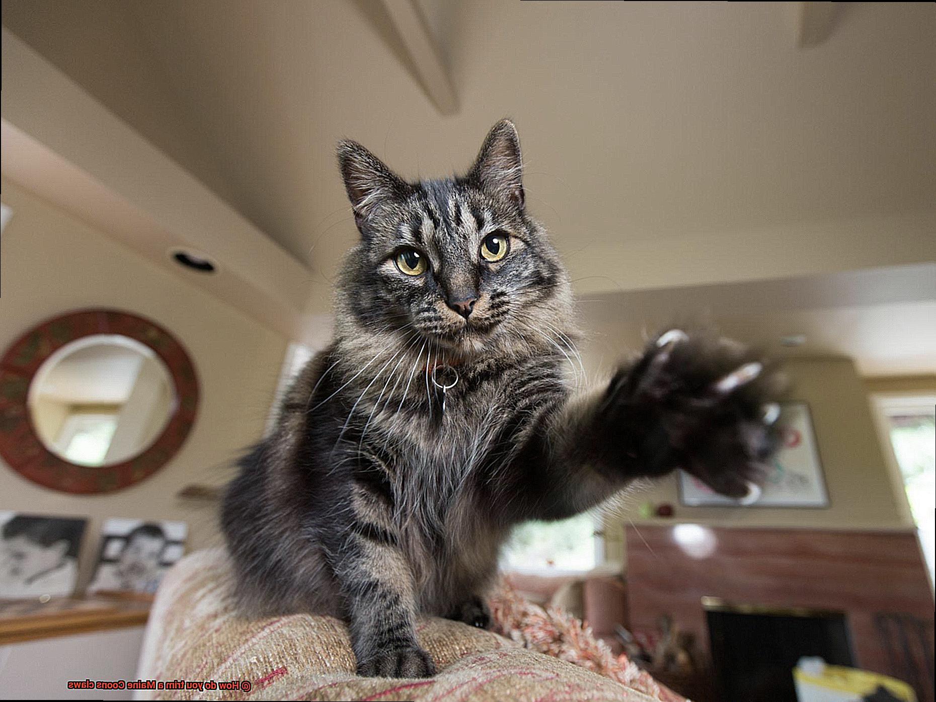 How do you trim a Maine Coons claws-5