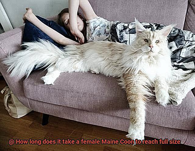 how-long-does-it-take-a-female-maine-coon-to-reach-full-size-21cats