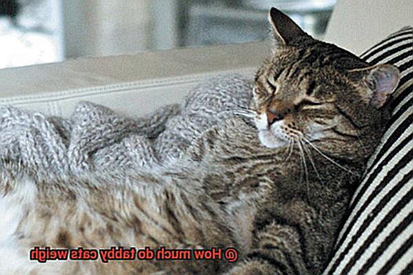 How Much Do Tabby Cats Weigh 21Cats