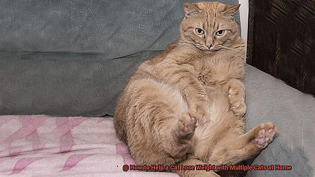 How to Help a Cat Lose Weight with Multiple Cats at Home-4