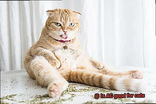 Is AC good for cats-4